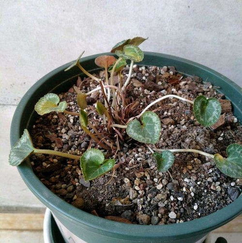 仙客来开花后浇水量如何控制
