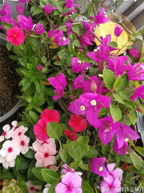月季扦插的最佳季节是几月？不同品种的月季扦插方法有何区别