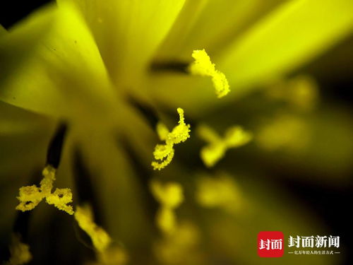 花粉与花蕊结合，如何孕育出生命的种子