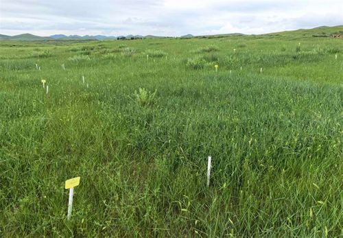 种植技巧：科学种植保成活