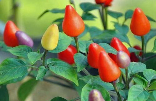 五彩椒的播种时间与光照需求