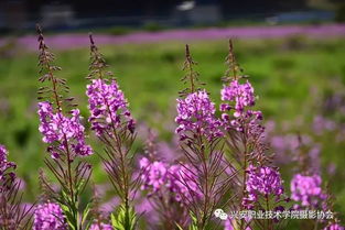 山柳兰花语中蕴含的自然之美，如何唤醒我们生活中的灵感与活力