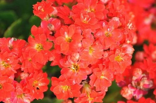 秋冬种什么花植物合适？试试这几种花期长的