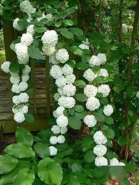 1.太阳花：阳光、 阴凉者阝不怕