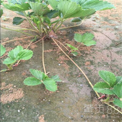 根系受损草莓苗，如何挽救才能恢复生机
