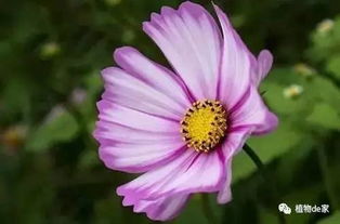 常见花卉病虫害：叶斑病、蚜虫、红蜘蛛
