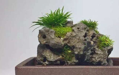 室内养菖蒲的技巧分享