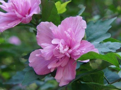 木槿花的施肥时期及施用肥料的种类