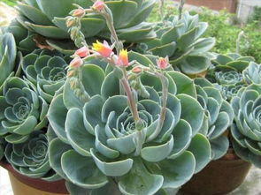 宝石花，美丽如宝石