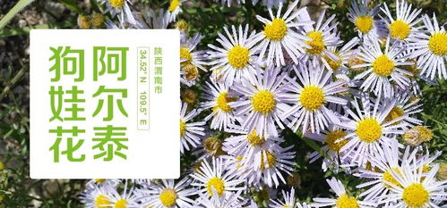 紫菀花，冬季盛开