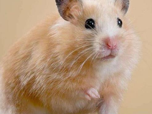 仓鼠吸入杀虫剂后的生命凶险与死亡率揭秘