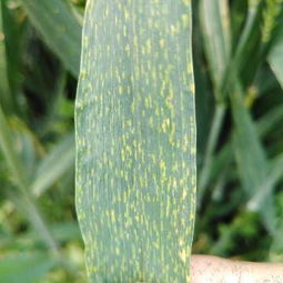 韭菜锈病：防治之道