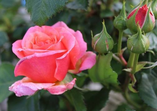 月季花：延长花期的小窍门