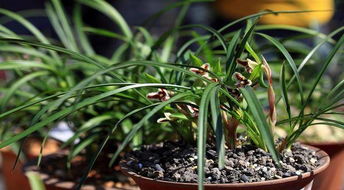 兰花养殖，选用何种植料最为理想