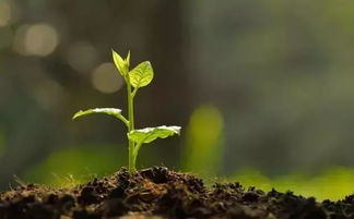 植物根系为什么会感染白绢病菌？