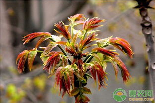 “香椿种植技术要点解析，如何从零开始种植香椿