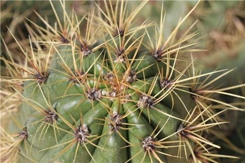 真的嫩种活吗？