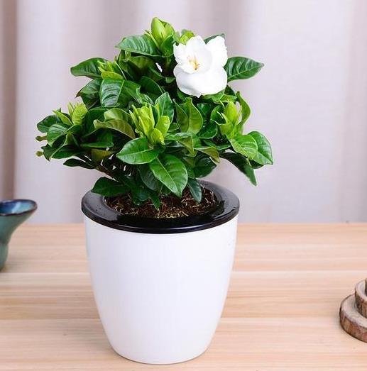 栀子花种子在什么季节种植最为适宜
