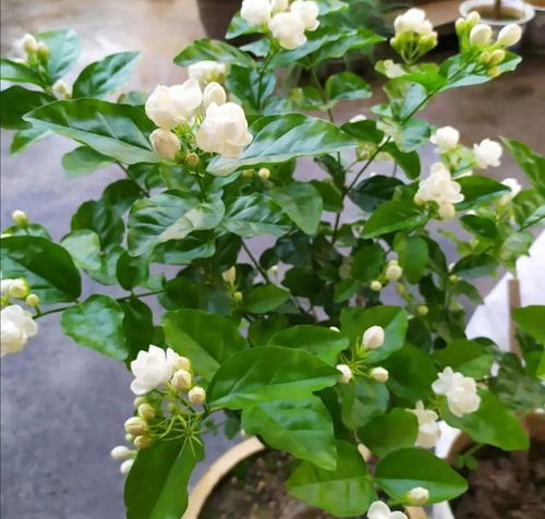 光照与温度管理：蜡梅的光影戏