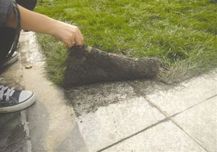 浇水管理：新铺的草坪的忒别关照