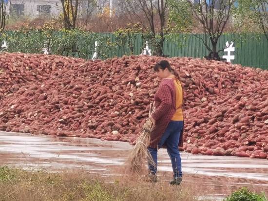 红薯产业：小小红薯助南阳桐柏脱贫致富的神奇之路