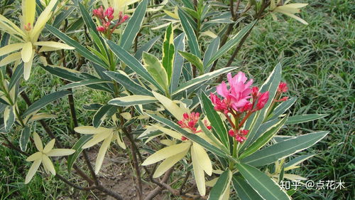 东方树叶， 多种多样