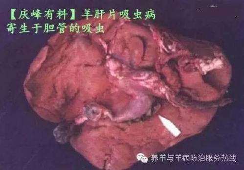 骆驼肝片吸虫病是一种由肝片吸虫寄生于骆驼肝脏引起的寄生虫病