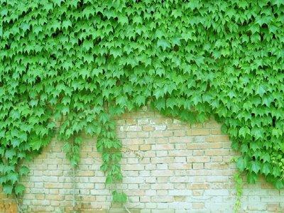 爬山虎的四季变迁