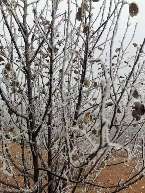 茶梅则是南方冬季的颜值担当。