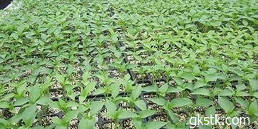 梓树种子发芽率提高的小技巧