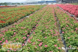 湖南本土花卉种植指南：种出满园春色的6大秘籍