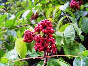 盐肤木种子嫩直接播种吗？揭秘全过程！