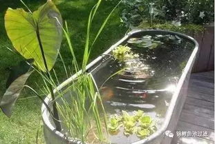 水葫芦：清理费高过买苗钱