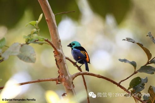 西洋鹃的繁殖方法