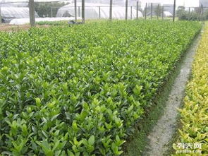 苗木规格大揭秘