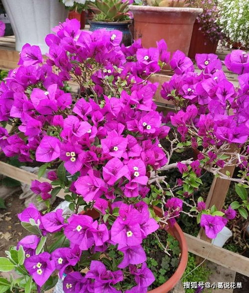 三角梅不开花？掌握这些方法让它花开满枝