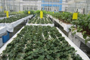 小拱棚里的春天