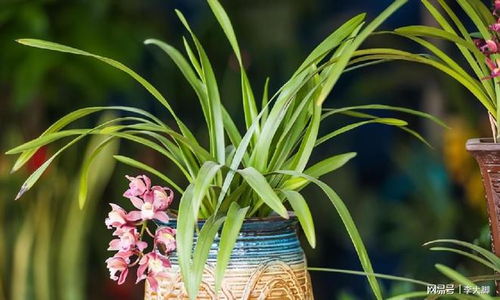 兰花的种植与养护