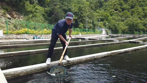 半野生化养殖甲鱼技术，指在人工控制环境下