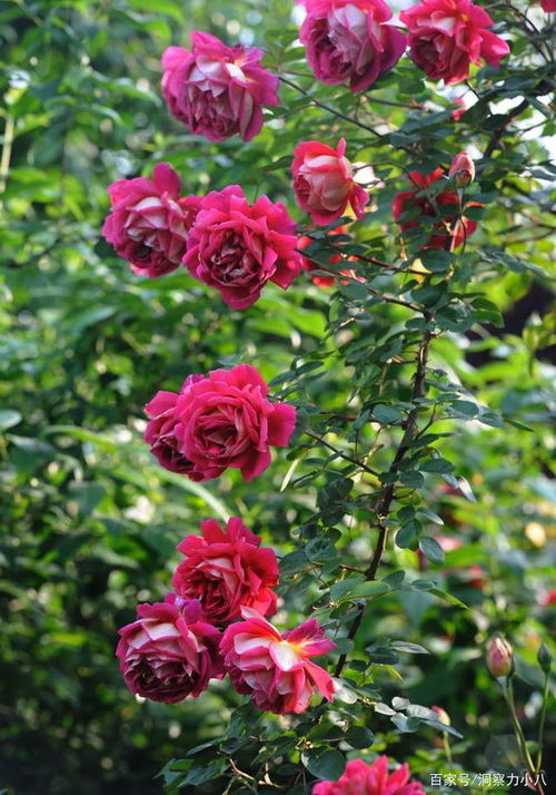 月季花的养护要点