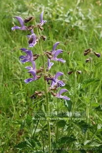 玉米地借荫育苗的妙招
