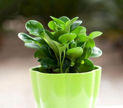 豆瓣绿：小清新， 美化环境两不误