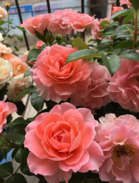 达芙妮月季的花期长不长，我来聊聊