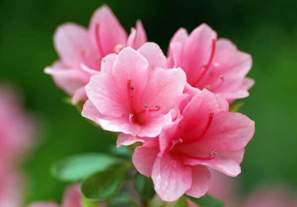 播种繁殖的杜鹃花