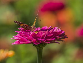 西户主气运：官场人士的选择
