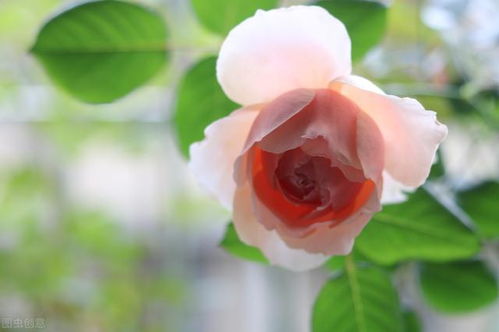 蓝色风暴月季：花色罕见， 抗病性强