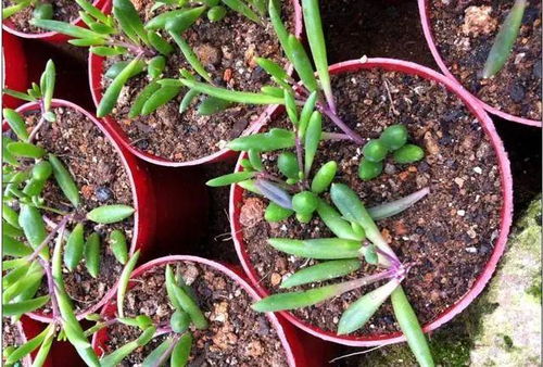 雪莲果种植最佳期：春末夏初，收成在秋末！