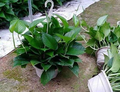 养发财树数量并不重要， 在于如何正确养护它们