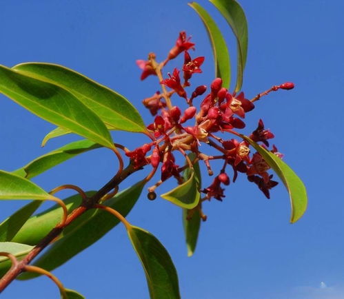 檀香， 被称为“黄金之树”