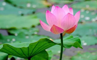 叶似柳，花如蝶
